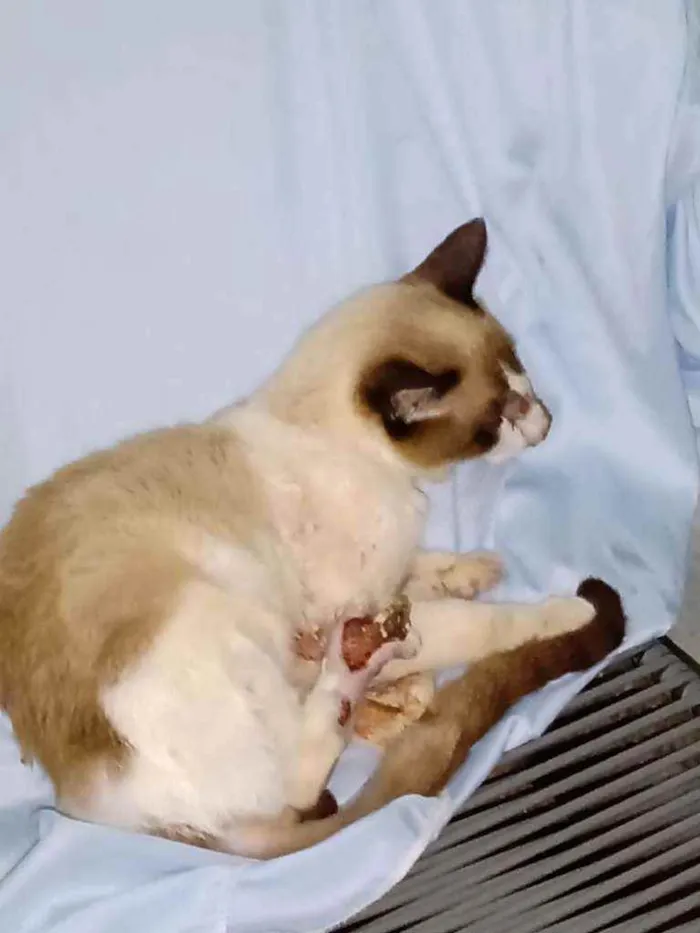 Gato raça  idade  nome Valente