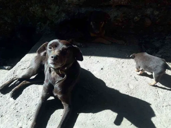 Cachorro ra a Vira lata idade 4 anos nome Kate 