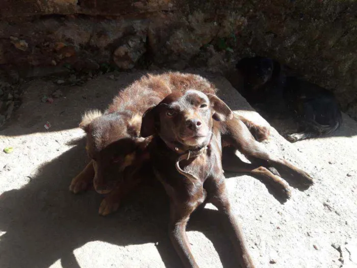 Cachorro ra a Vira lata idade 4 anos nome Kate 