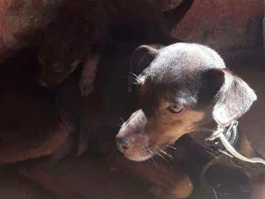 Cachorro ra a Vira lata idade 3 anos nome Titiu