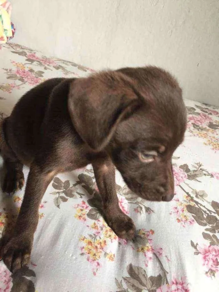 Cachorro ra a Vira lata idade 2 a 6 meses nome Não tem