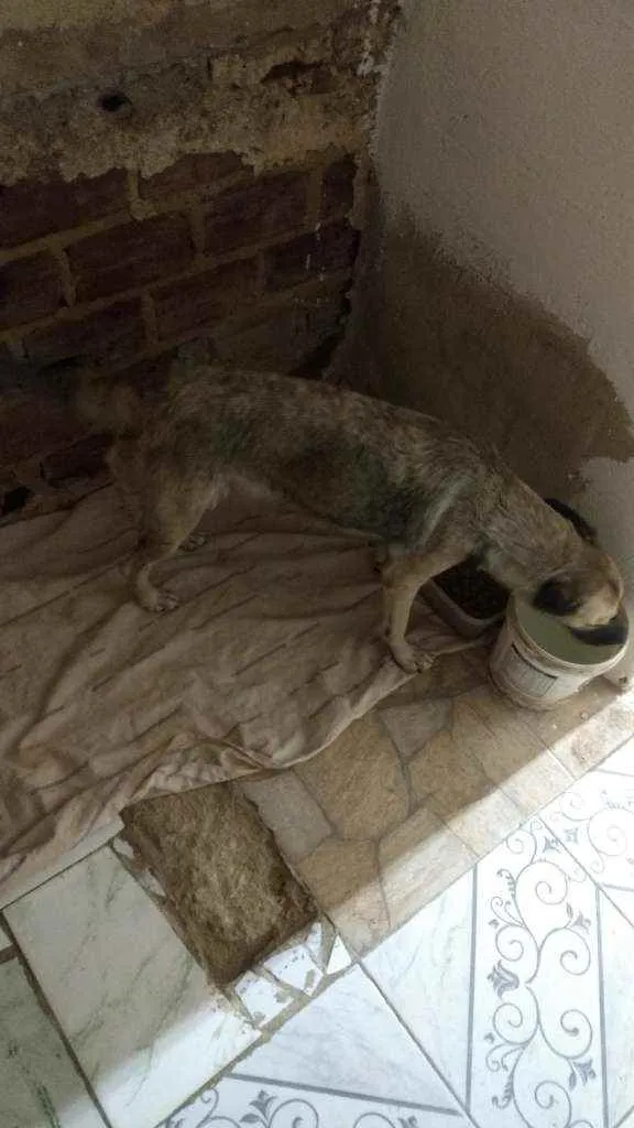 Cachorro ra a mestiça idade 1 ano nome loly