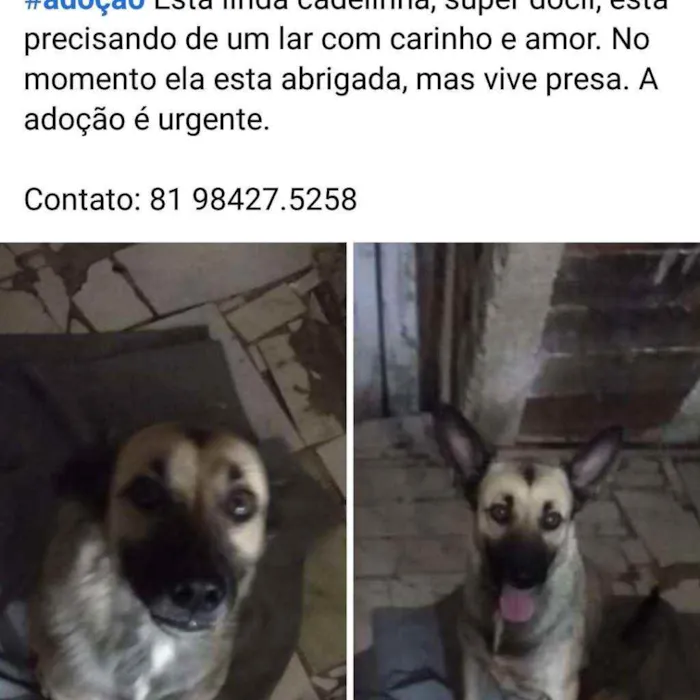 Cachorro ra a mestiça idade 1 ano nome loly