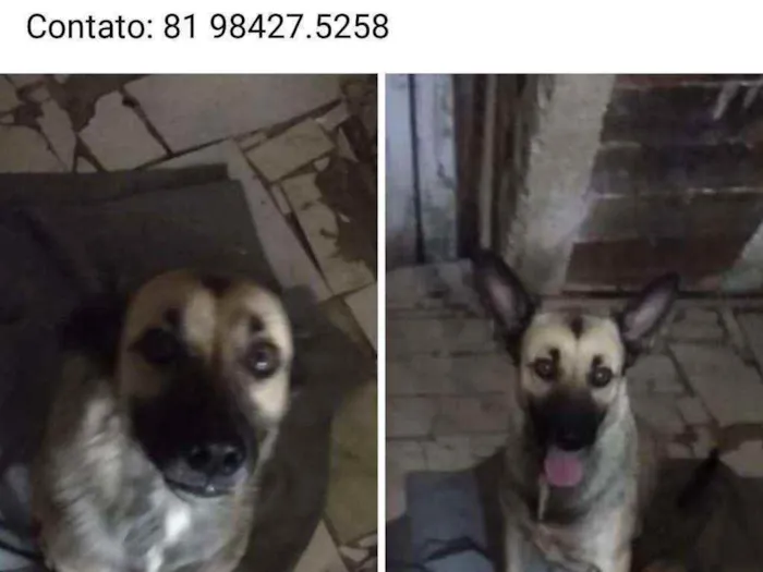 Cachorro ra a mestiça idade 1 ano nome loly