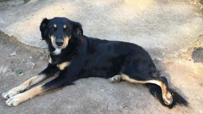 Cachorro ra a Sem raça definida idade 4 anos nome Batom