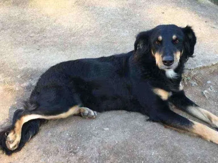 Cachorro ra a Sem raça definida idade 4 anos nome Batom