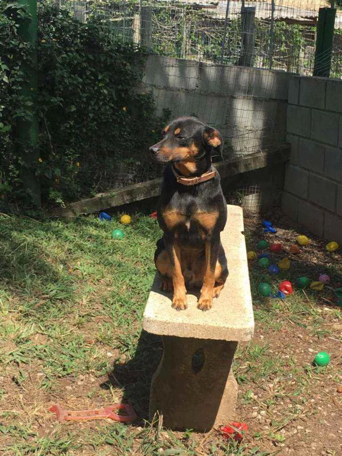 Cachorro ra a Sem raça definida idade 4 anos nome Batman