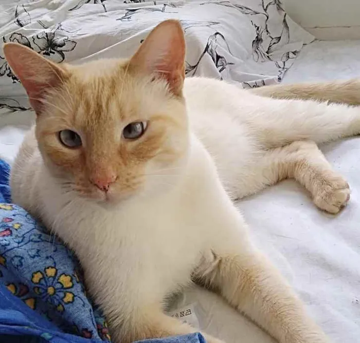 Gato ra a Siamês red point  idade 1 ano nome Pepe siames redpoint
