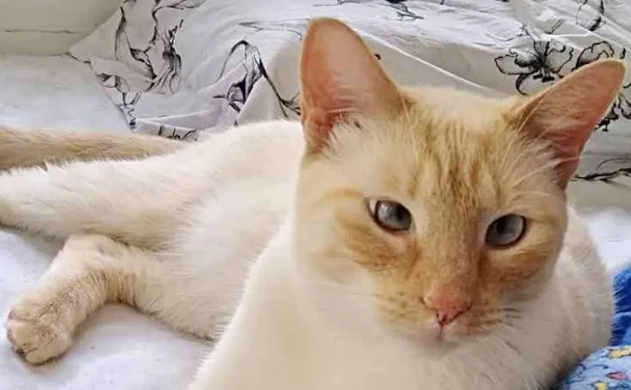 Gato ra a Siamês red point  idade 1 ano nome Pepe siames redpoint