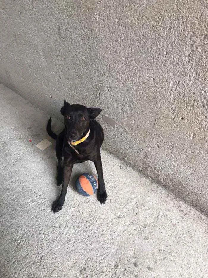 Cachorro raça Vira lata idade 6 ou mais anos nome Madonna