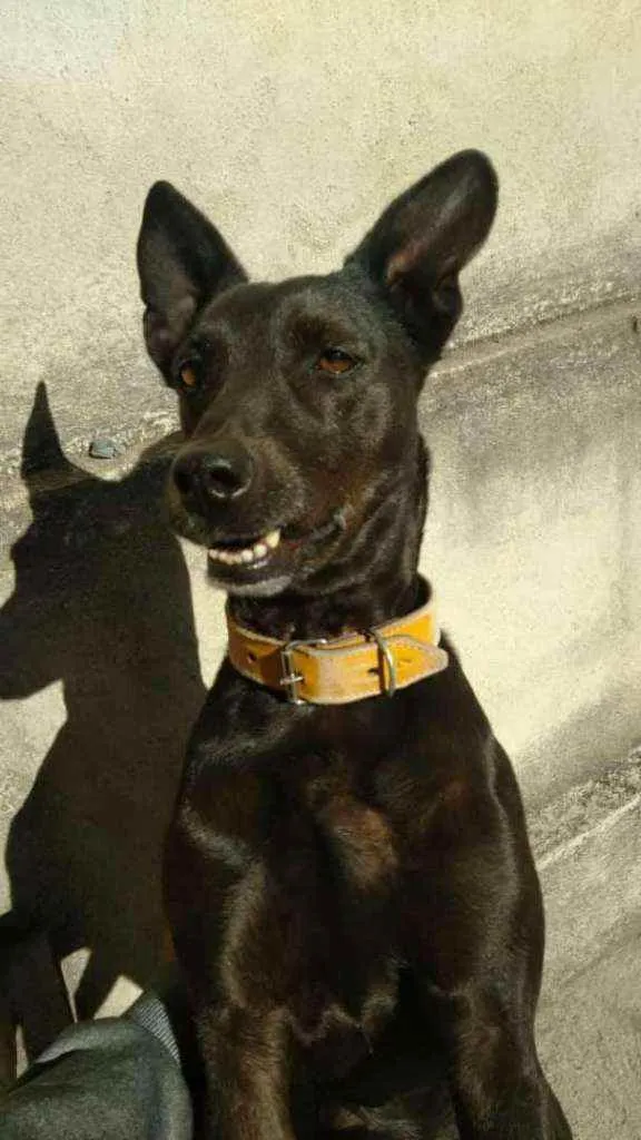 Cachorro raça Vira lata idade 6 ou mais anos nome Madonna
