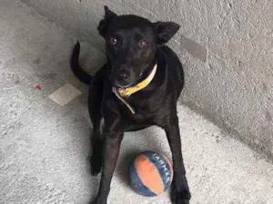 Cachorro raça Vira lata idade 6 ou mais anos nome Madonna