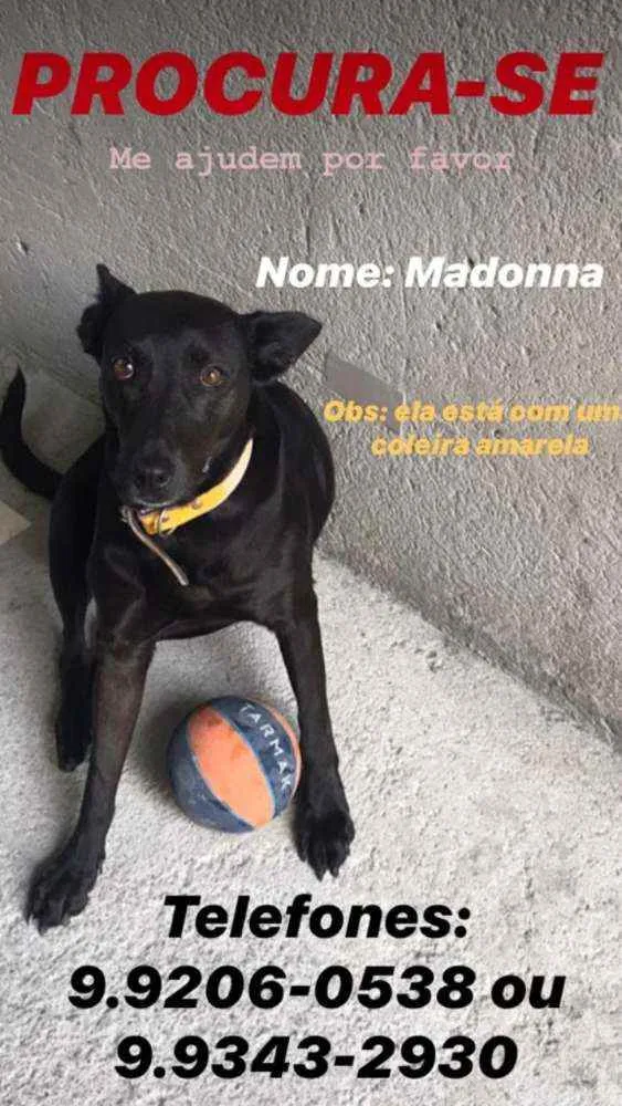 Cachorro raça Vira lata idade 6 ou mais anos nome Madonna