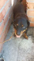 Shena