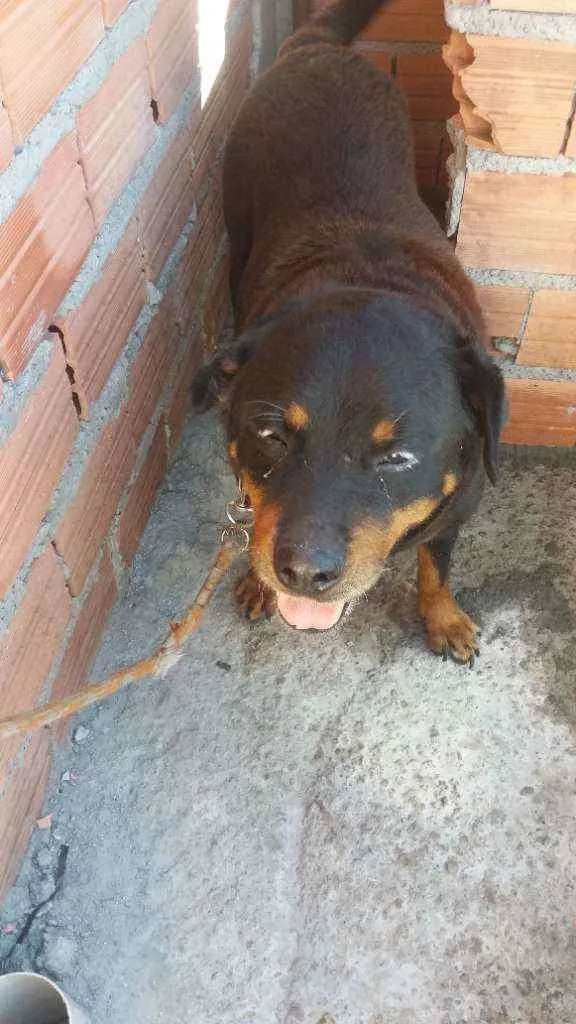 Cachorro raça Rotweiler  idade 5 anos nome Shena