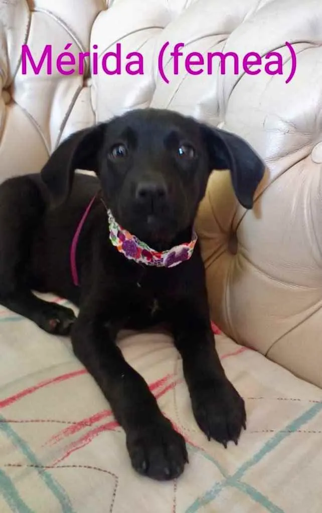 Cachorro ra a SRD idade 2 a 6 meses nome Merida 