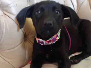 Cachorro raça SRD idade 2 a 6 meses nome Merida 