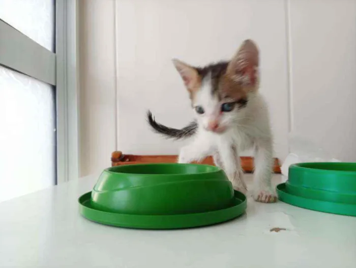 Gato ra a SRD idade Abaixo de 2 meses nome Jack