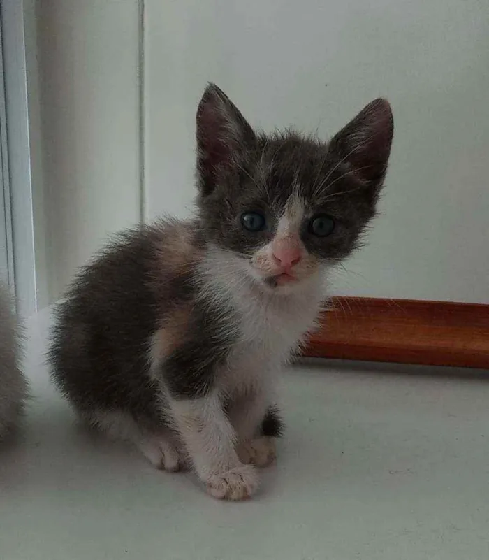 Gato ra a SRD idade Abaixo de 2 meses nome Sara