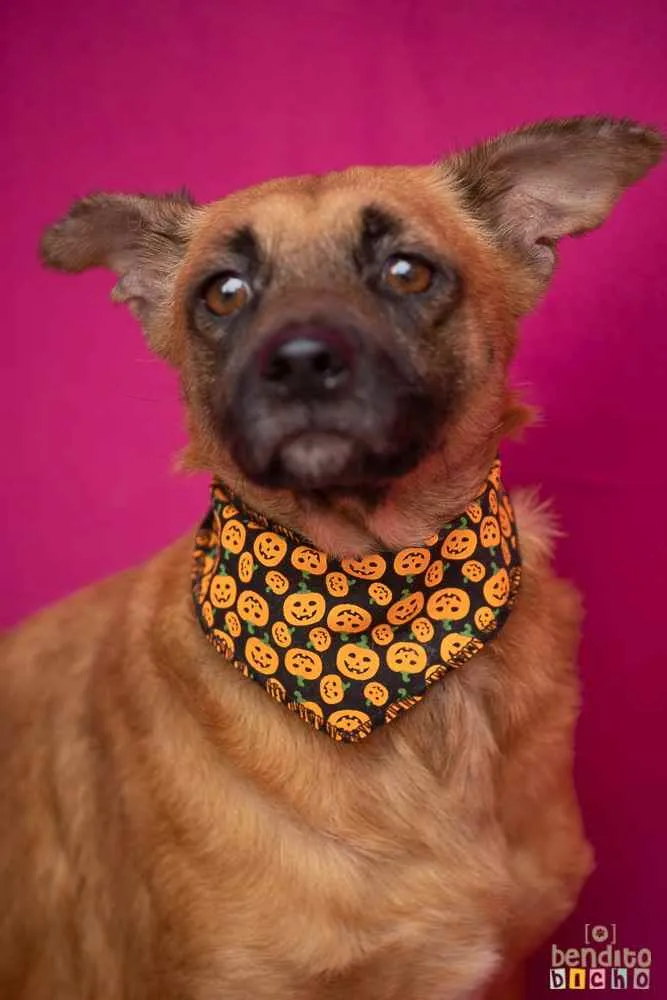 Cachorro ra a SRD idade 3 anos nome Palmira 