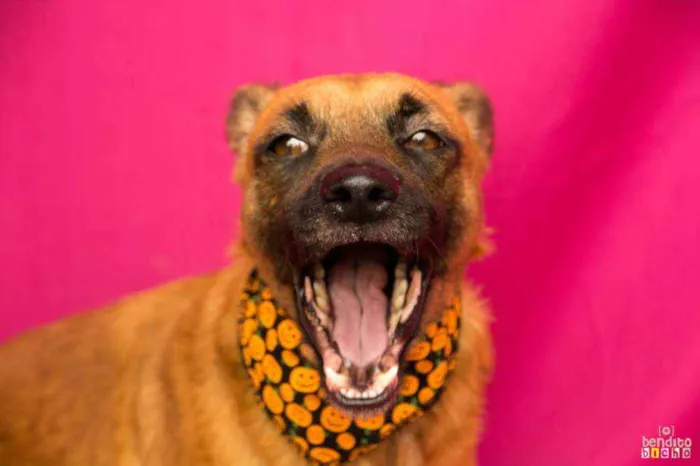 Cachorro ra a SRD idade 3 anos nome Palmira 