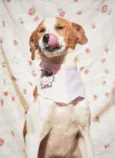 Conchita