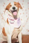 Conchita