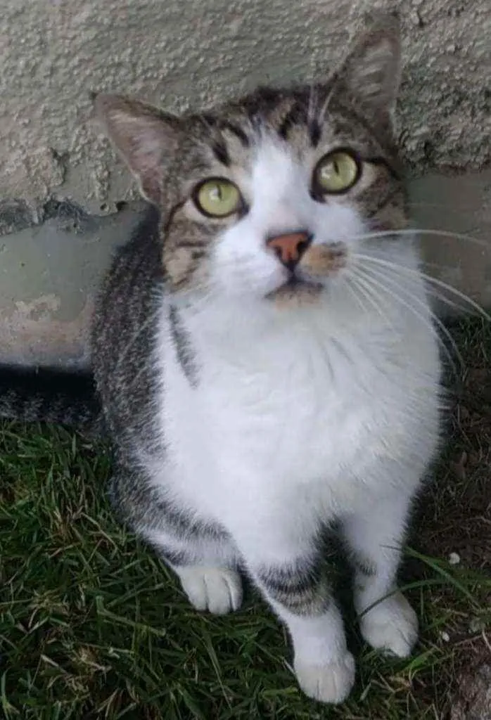 Gato ra a Srd idade 2 a 6 meses nome Joãozinho