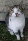 Joãozinho