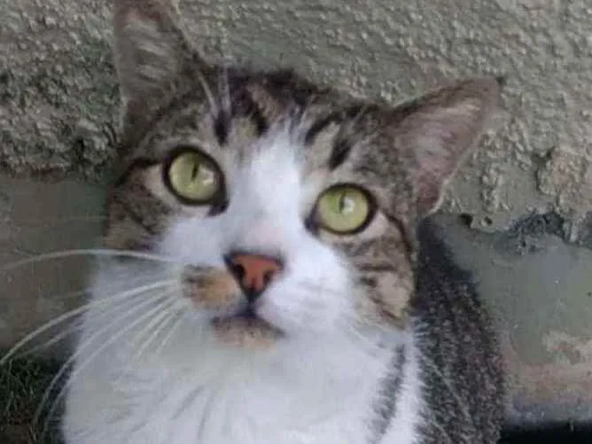 Gato ra a Srd idade 2 a 6 meses nome Joãozinho