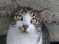 Joãozinho