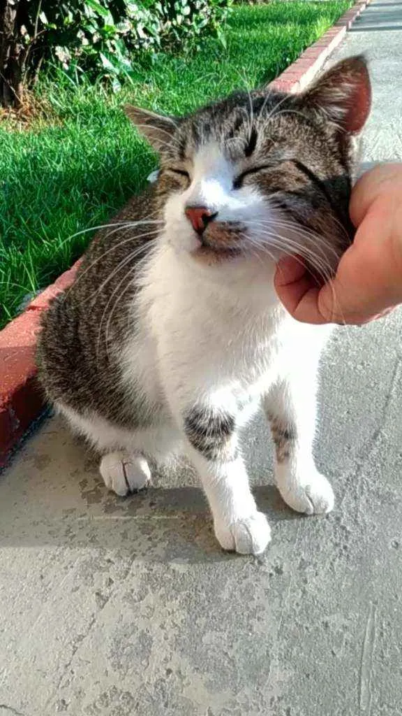 Gato ra a Srd idade 2 a 6 meses nome Joãozinho