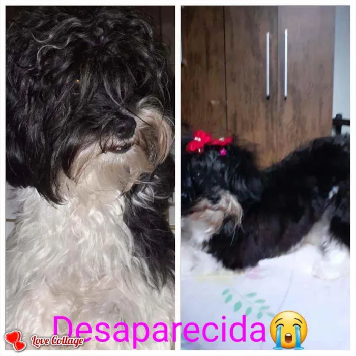 Cachorro ra a lhasa apso idade 2 anos nome Bella