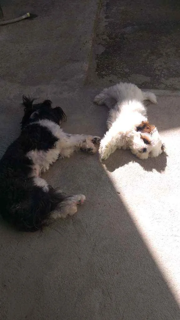 Cachorro ra a lhasa apso idade 2 anos nome Bella
