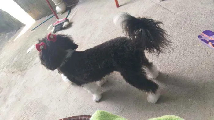 Cachorro ra a lhasa apso idade 2 anos nome Bella