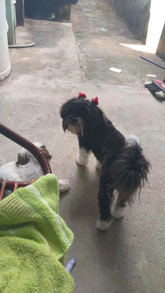 Cachorro ra a lhasa apso idade 2 anos nome Bella