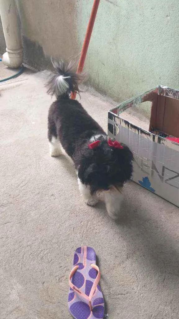 Cachorro ra a lhasa apso idade 2 anos nome Bella