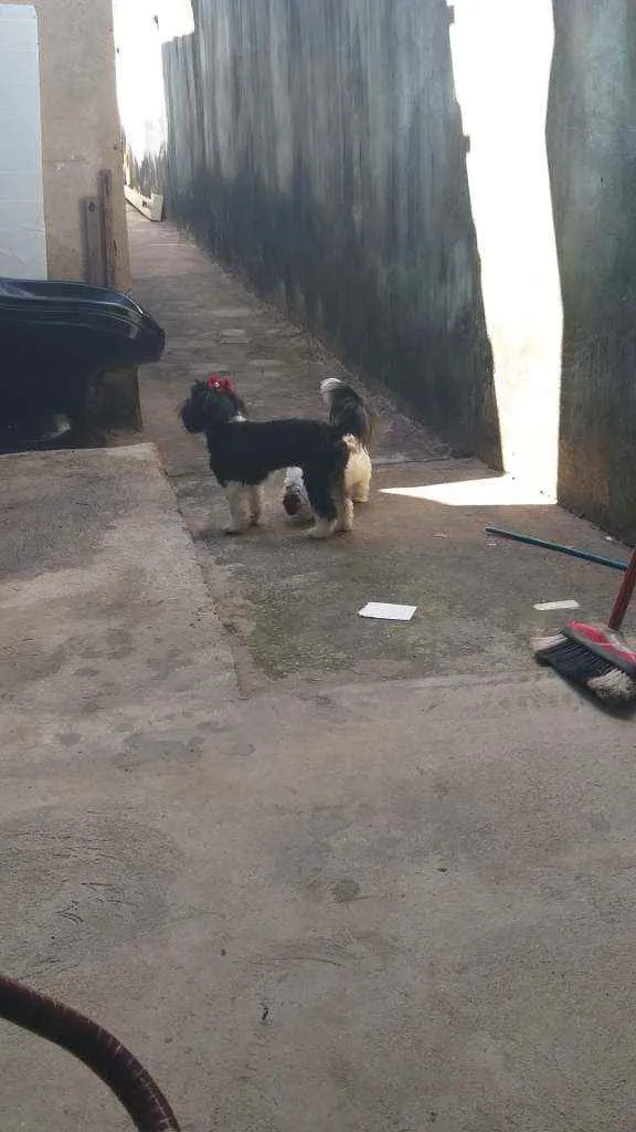 Cachorro ra a lhasa apso idade 2 anos nome Bella