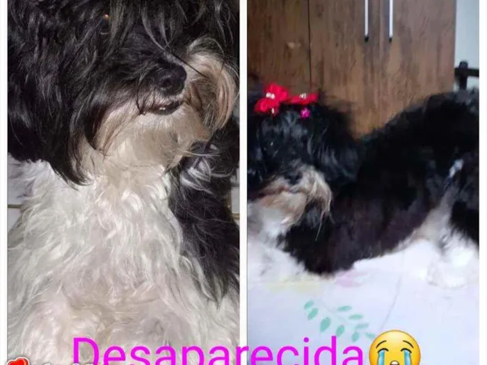 Cachorro ra a lhasa apso idade 2 anos nome Bella