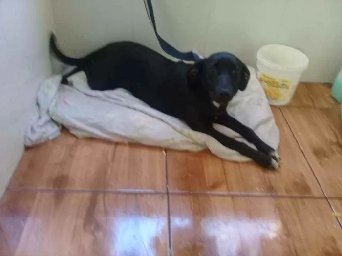 Cachorro ra a Vira lata idade 7 a 11 meses nome Lilica