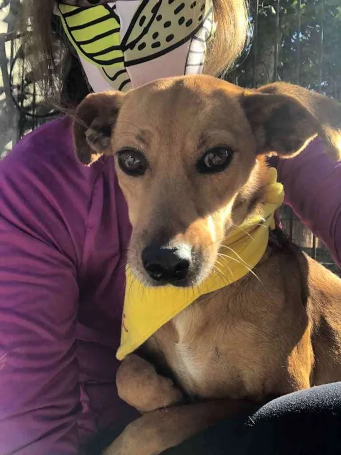 Cachorro ra a SRD idade 3 anos nome BABALU