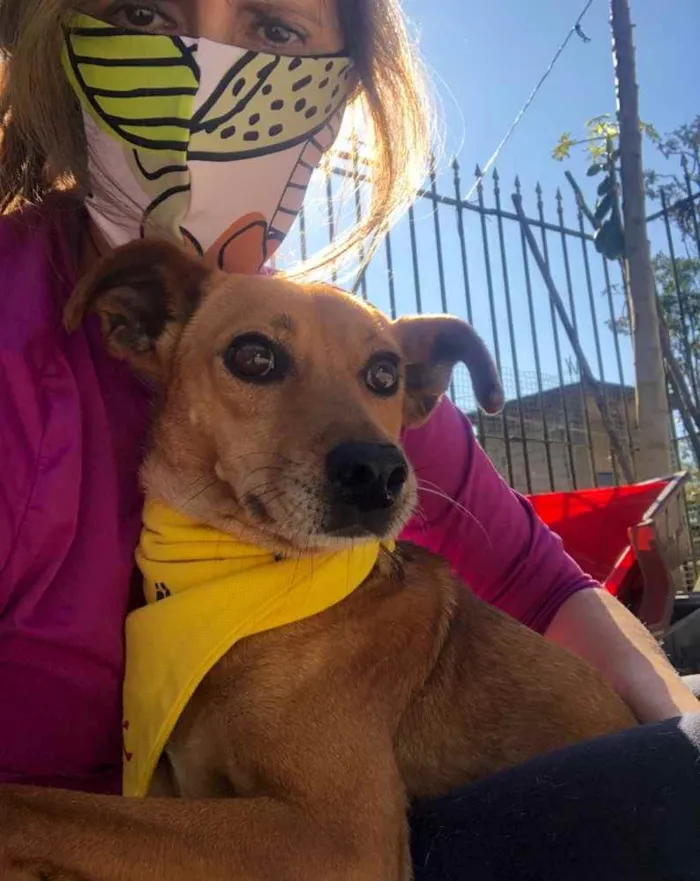 Cachorro ra a SRD idade 3 anos nome BABALU
