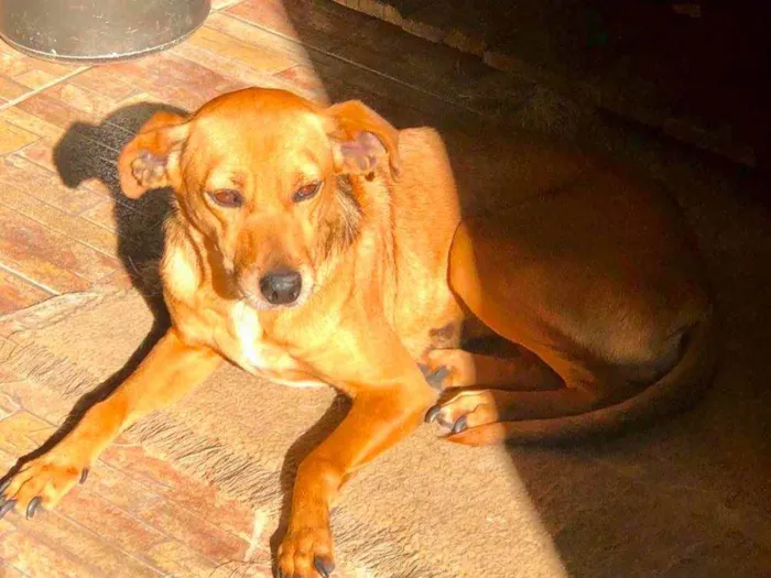Cachorro ra a SRD idade 3 anos nome BABALU