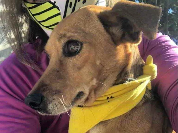 Cachorro ra a SRD idade 3 anos nome BABALU
