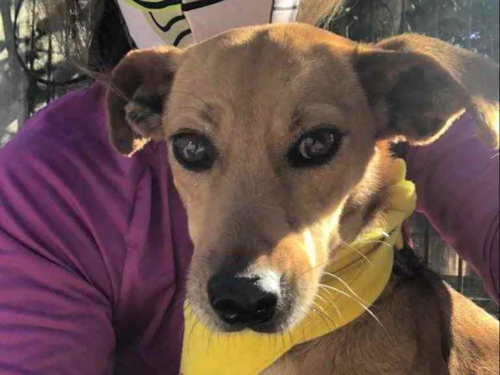 Cachorro ra a SRD idade 3 anos nome BABALU