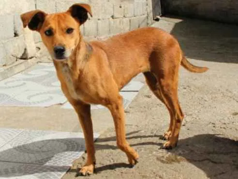 Cachorro ra a SRD idade 3 anos nome BABALU