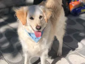 Cachorro raça SRD idade 3 anos nome Erick