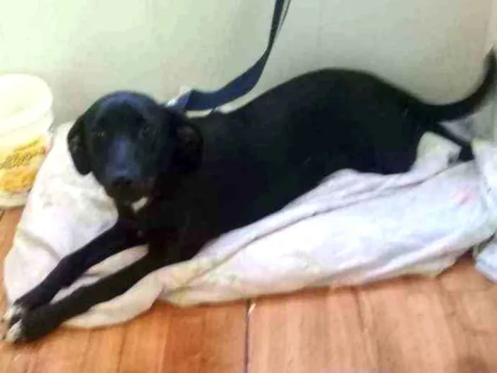 Cachorro ra a Vira lata idade 7 a 11 meses nome Lilica