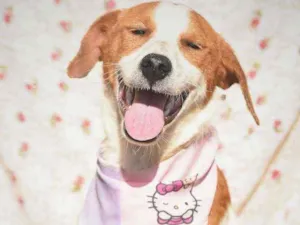 Cachorro raça SRD idade 1 ano nome Conchita