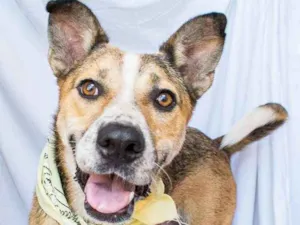 Cachorro raça SRD idade 5 anos nome Amigo 